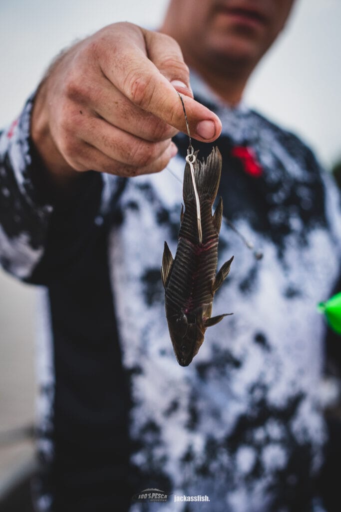 Cascarudo. Carnada fiel y aguantadora si las hay