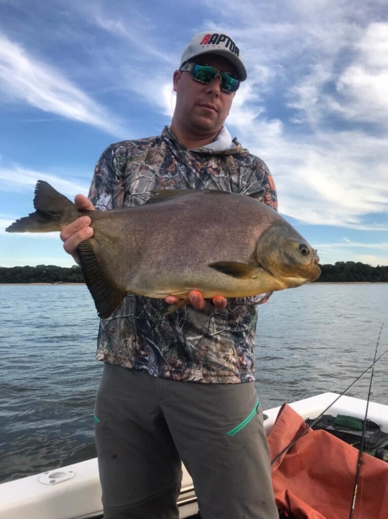 Hermoso Pacú del Alto Paraná